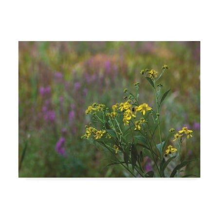 Kurt Shaffer Photographs 'August Wildflowers In The Marsh' Canvas Art,35x47